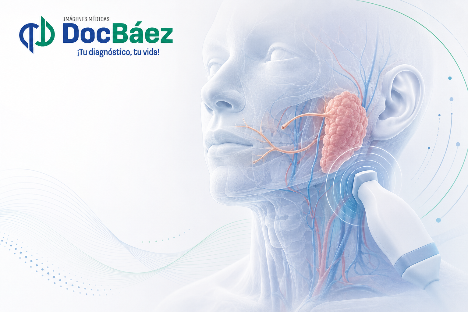 Ecografía de parótidas