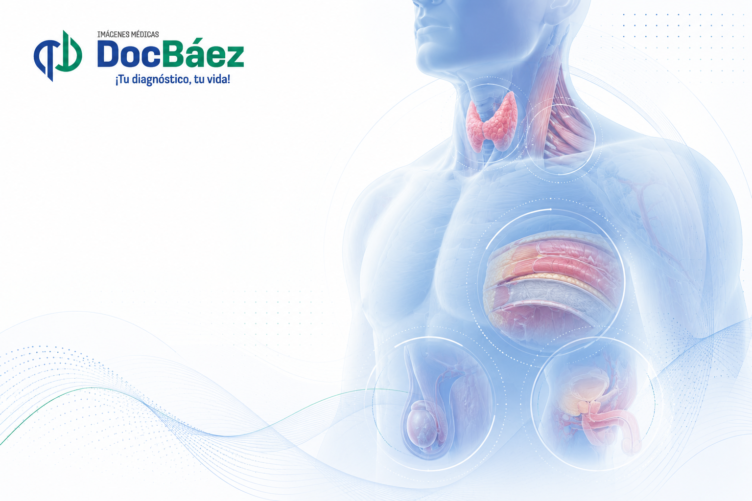 Ecografía de tejidos blandos cuello tiroides testículos pene y pared abdominal